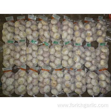 Best Quality Fresh Normal White Garlic 5.0cm